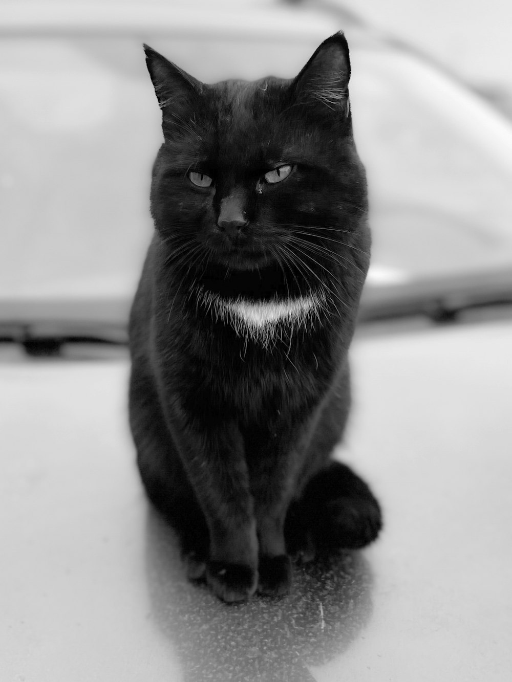 a black cat sitting on the hood of a car