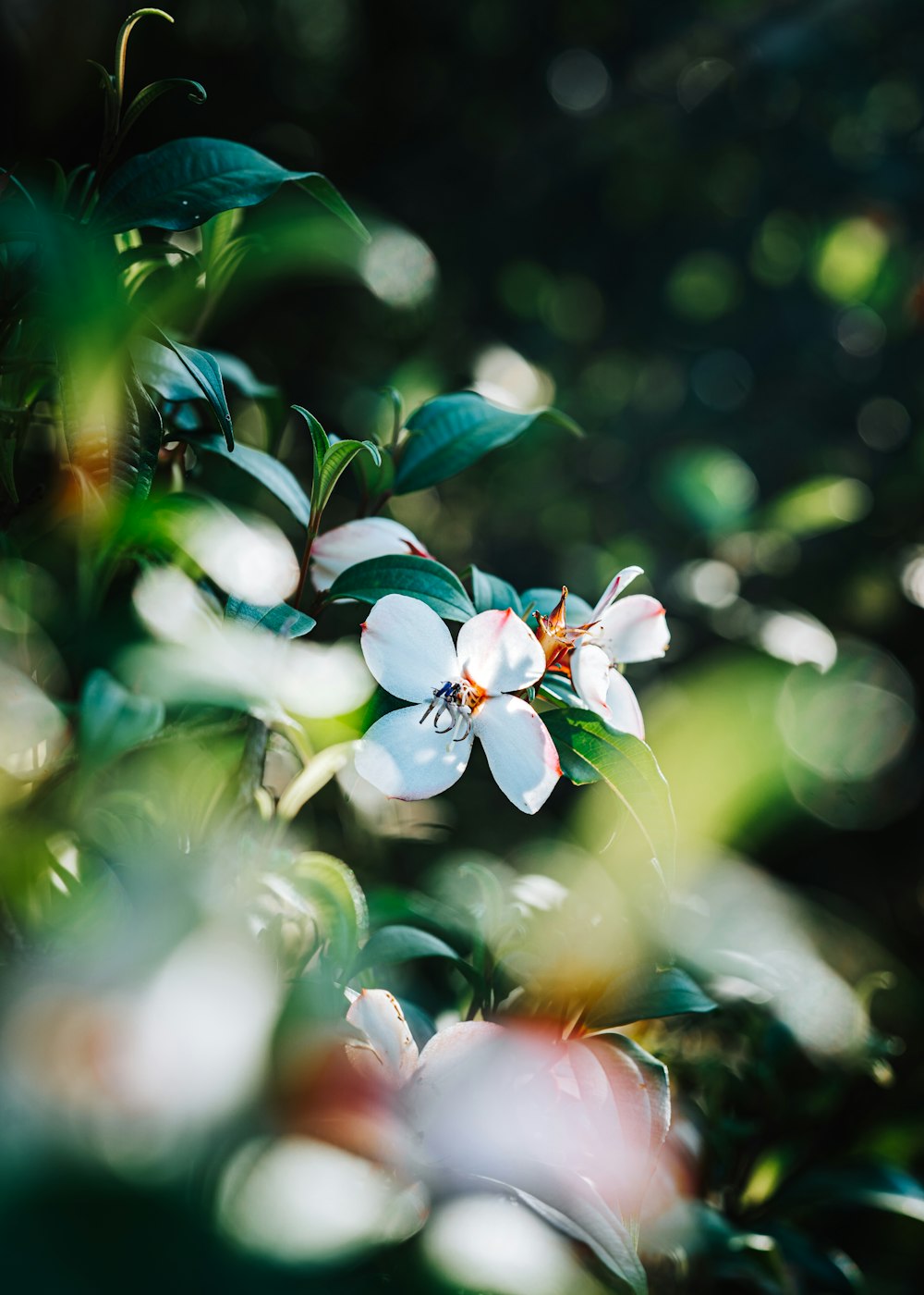 a close up of a flower on a tree