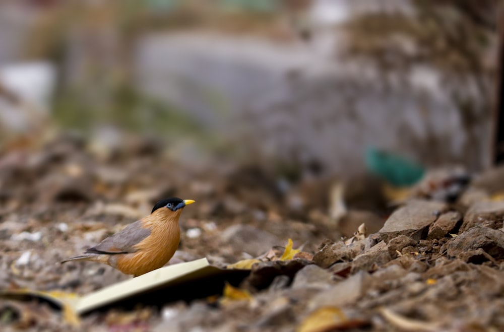 a small bird is standing on the ground