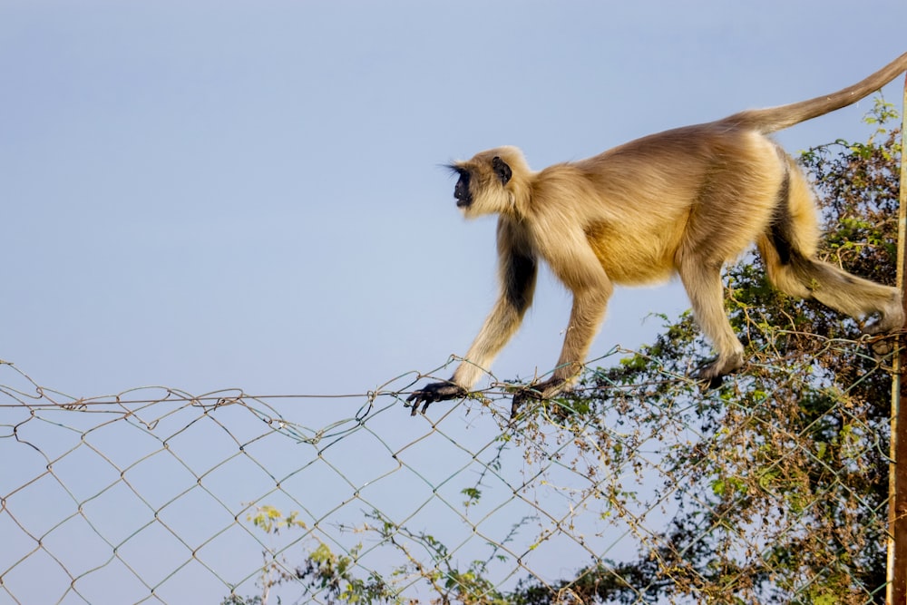 a monkey is walking on a wire fence