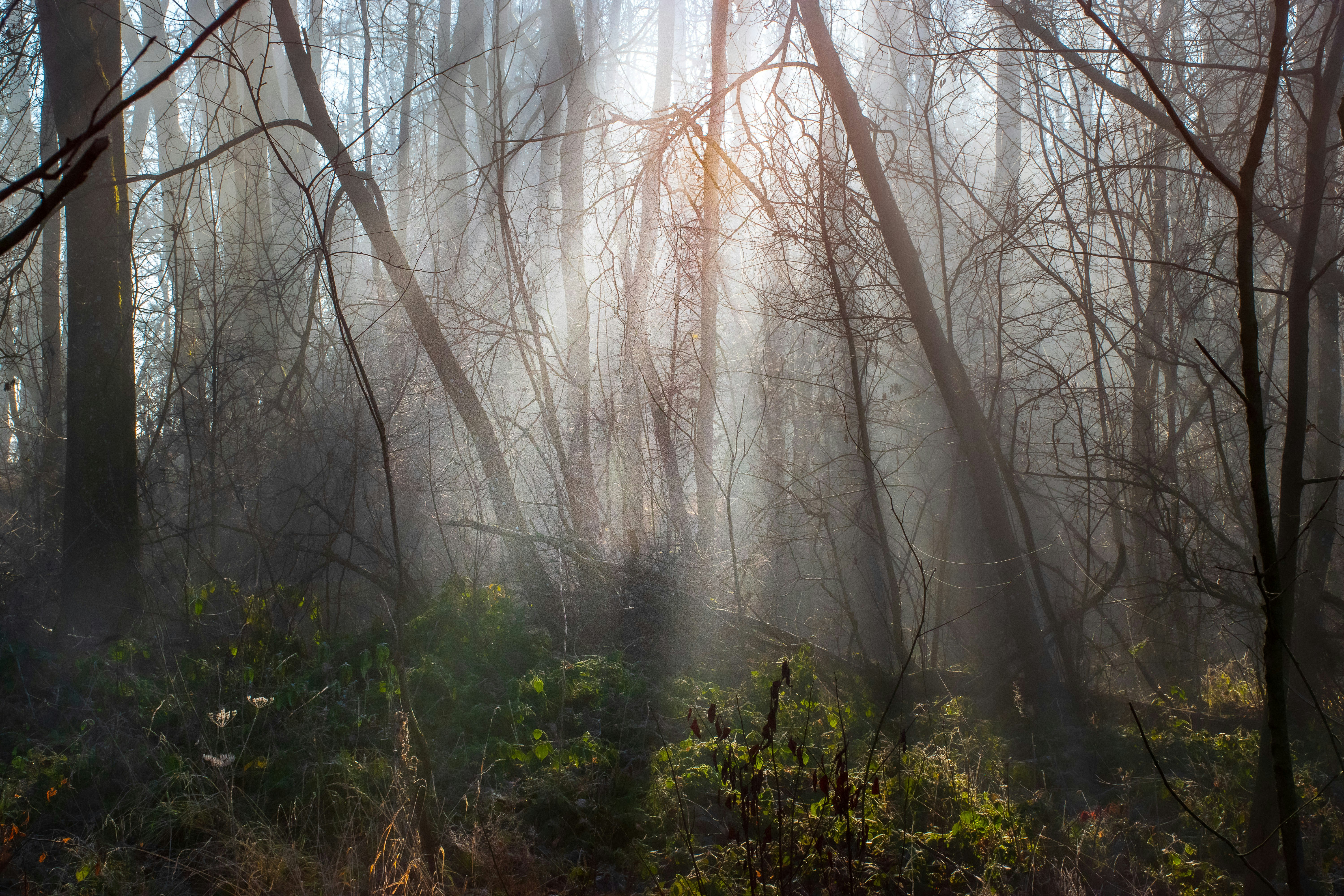 Photo by olehner2000