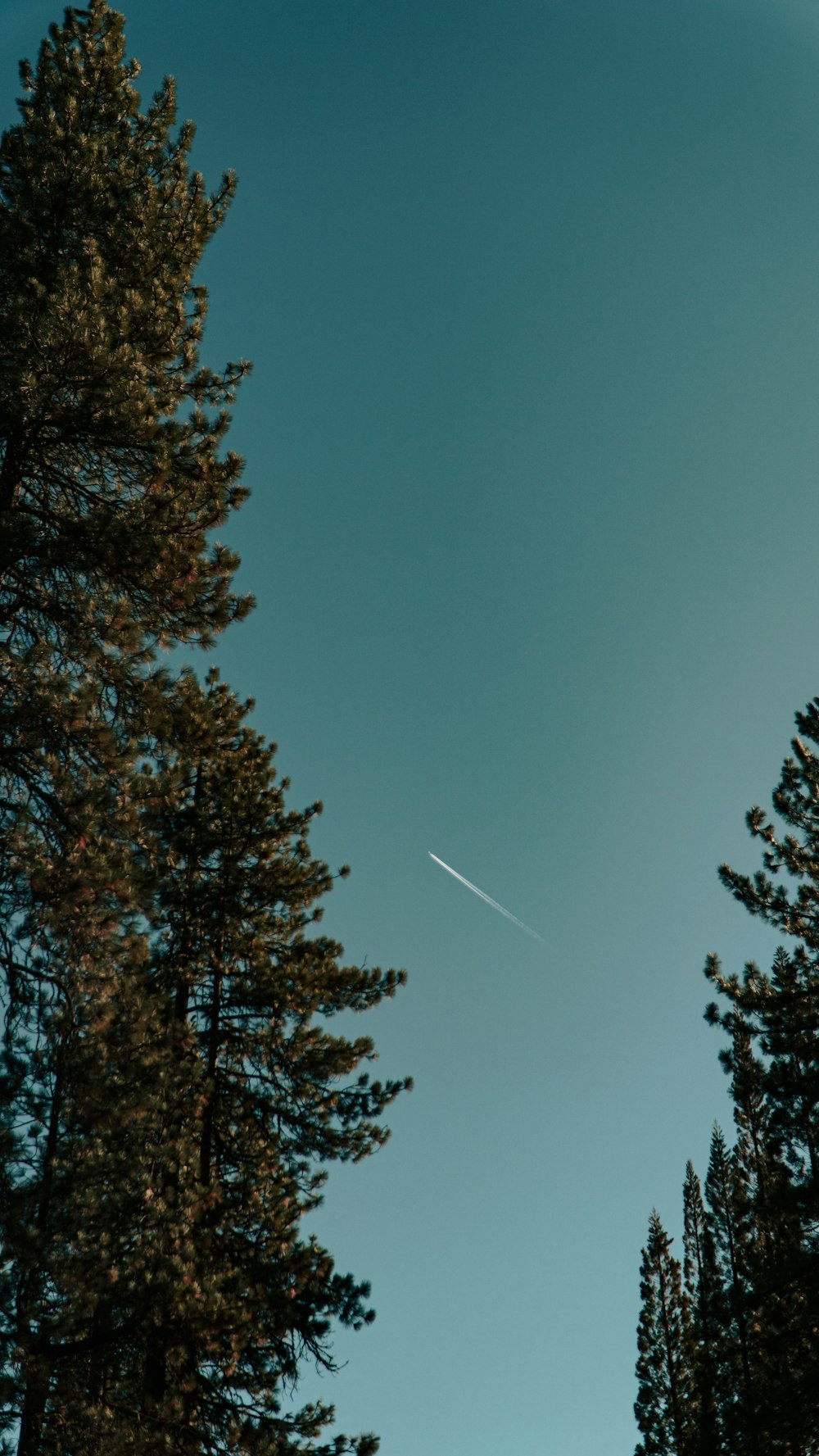 a plane flying over a forest of trees