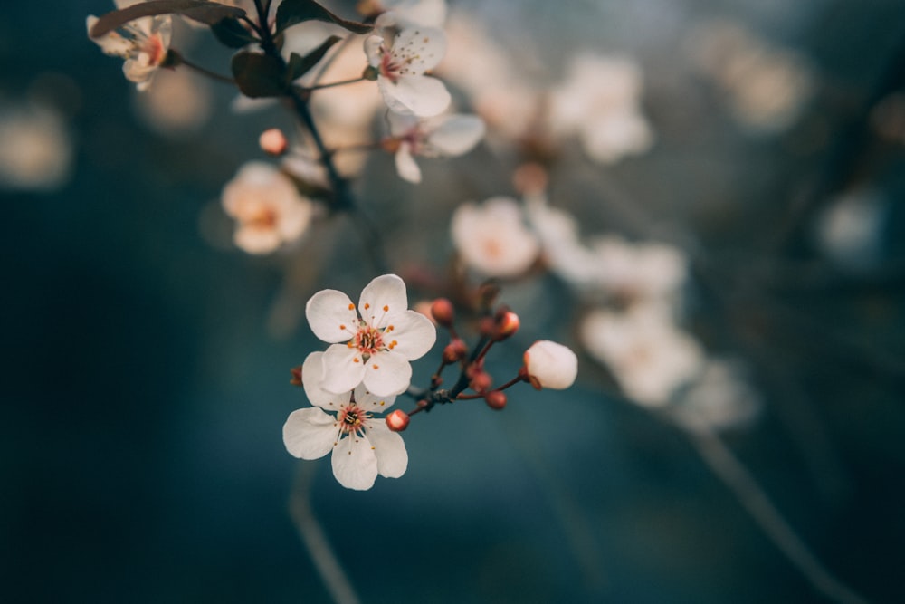 a close up of a branch with white flowers