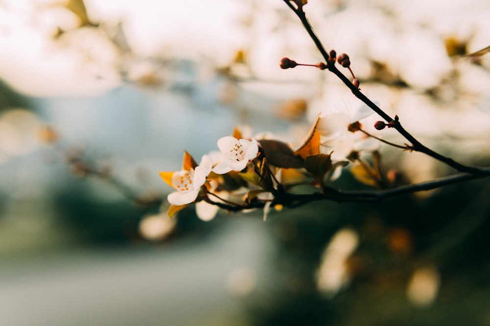 a branch of a tree with white flowers