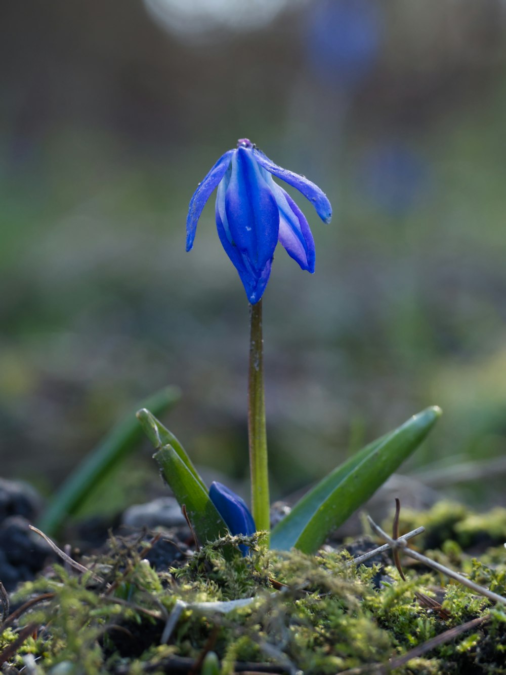 a blue flower is growing out of the ground