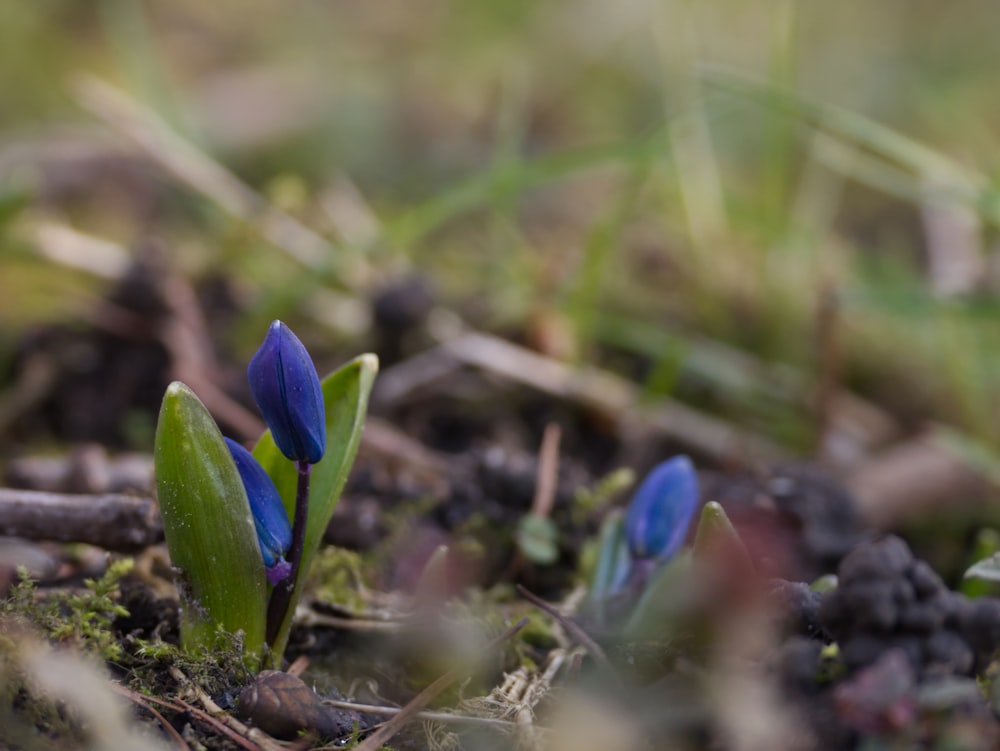 a couple of blue flowers that are in the grass