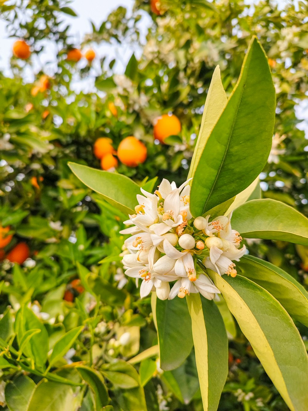 a close up of a tree with oranges in the background