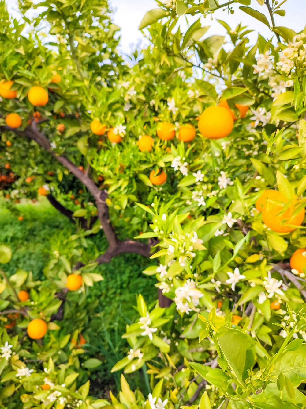 an orange tree filled with lots of oranges