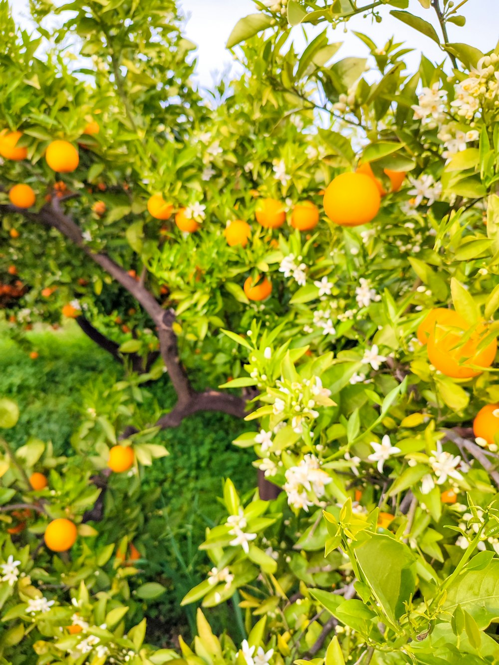 un oranger rempli de beaucoup d’oranges