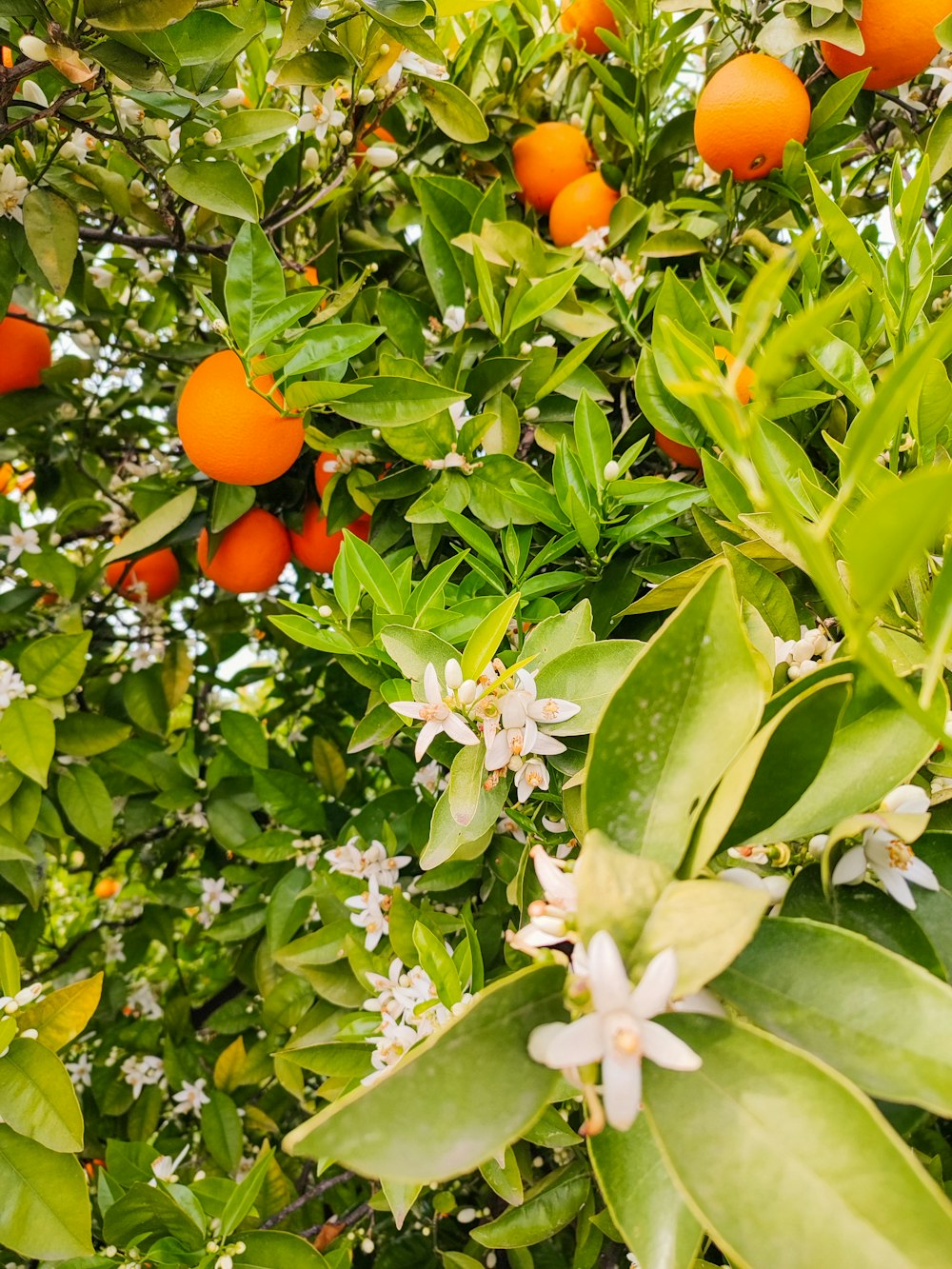 a tree filled with lots of green leaves and oranges