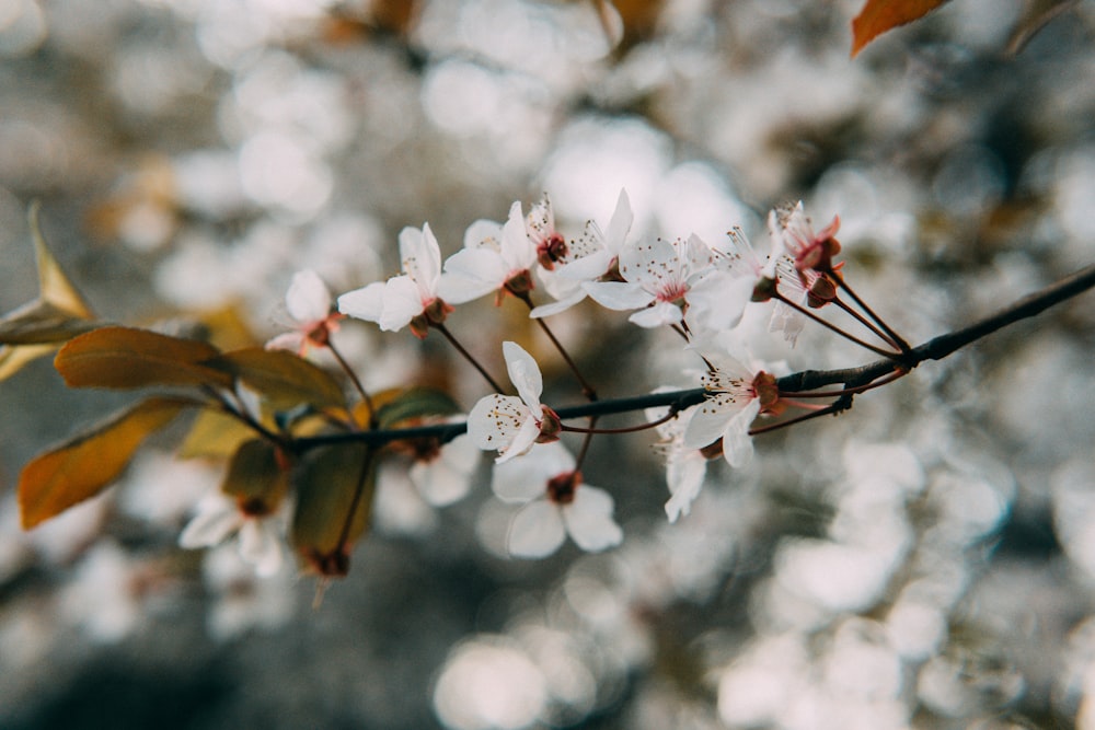 a branch of a tree with white flowers