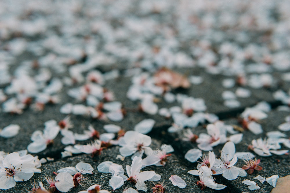 a bunch of flowers that are on the ground