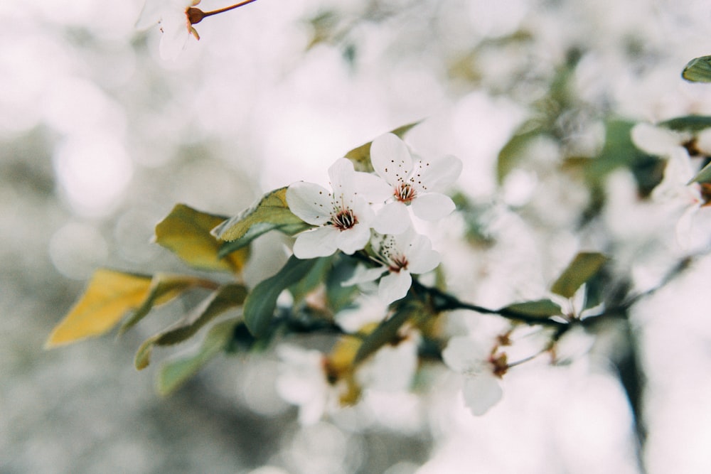 a branch with white flowers and green leaves