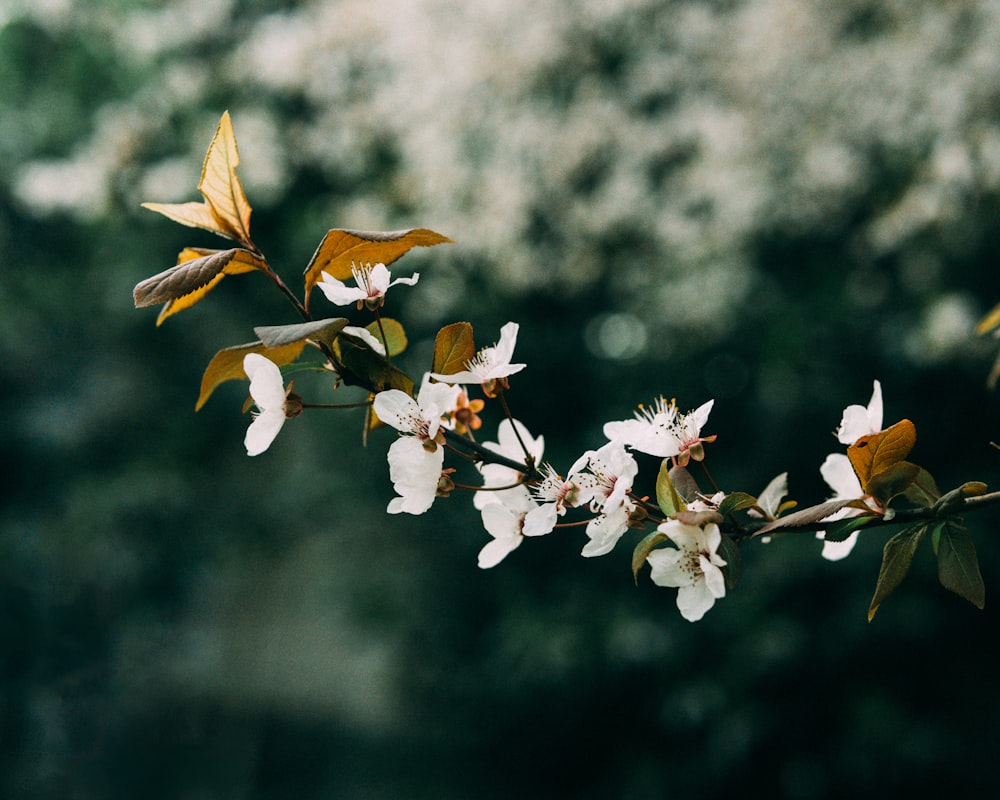 a branch with white flowers and green leaves