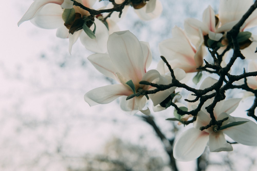 a close up of a tree with white flowers