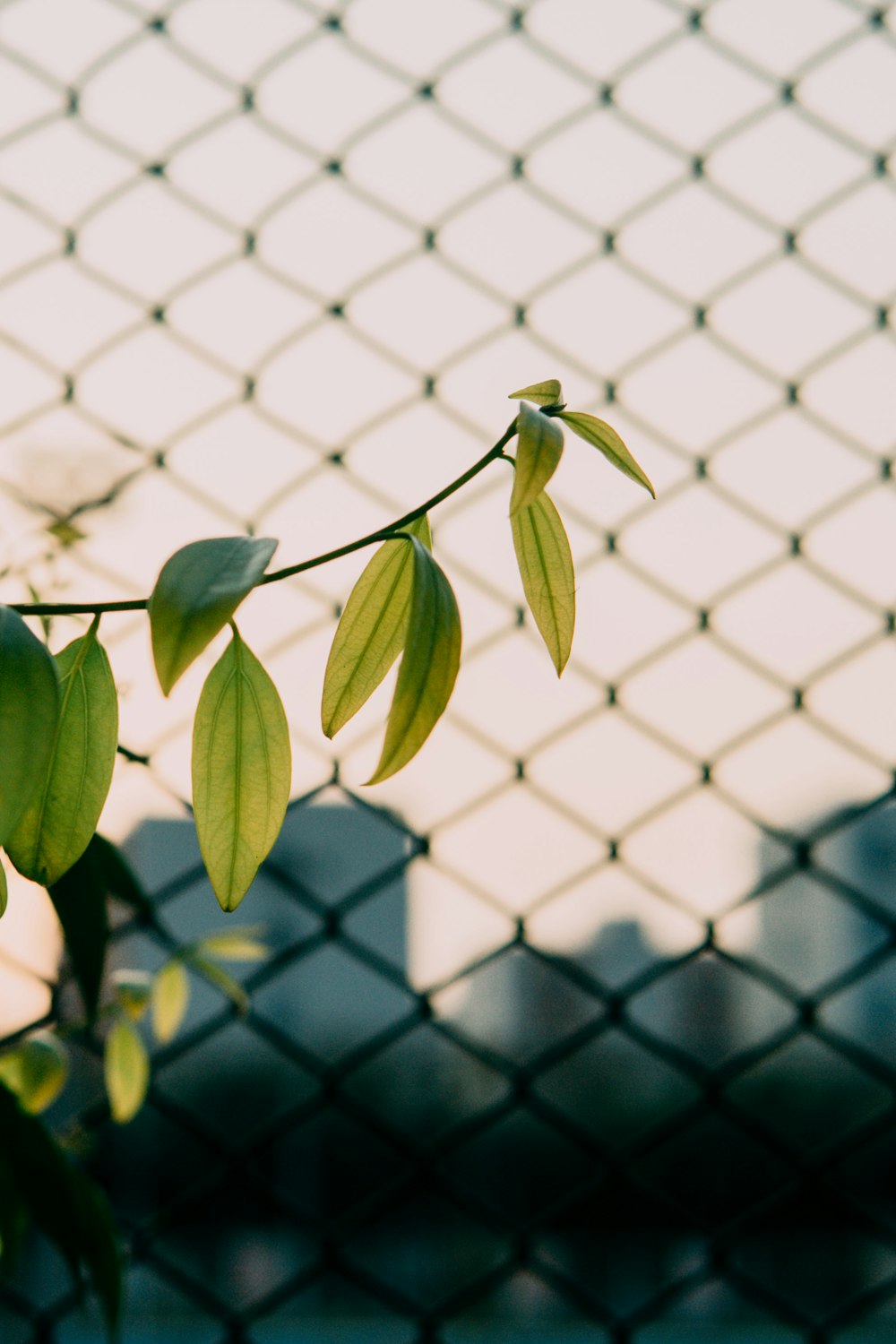 a branch with green leaves hanging from it