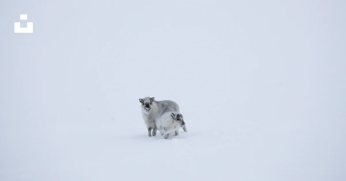 雪に覆われた野原の上に立つ羊のカップルの写真 – Unsplashの無料スバールバル写真