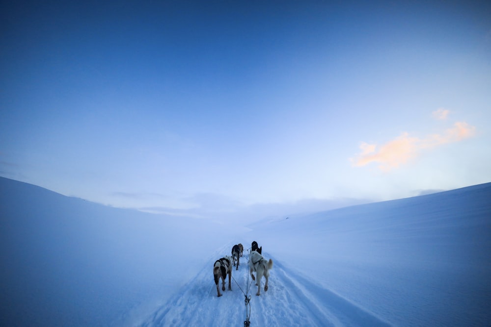 a group of people riding horses across a snow covered field