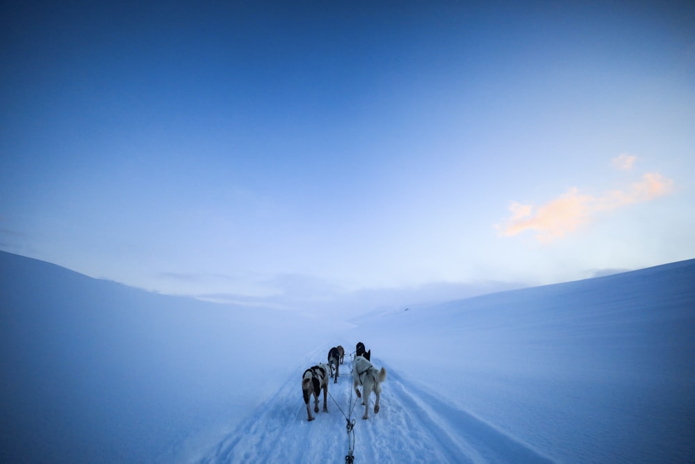 Un grupo de personas montando a caballo a través de un campo cubierto de nieve