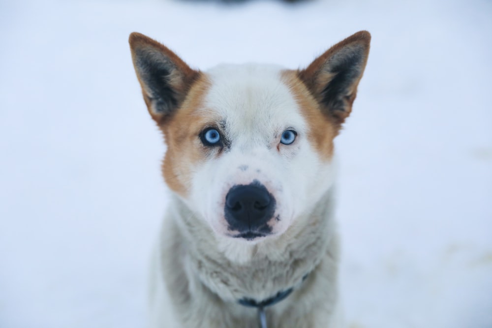 a close up of a dog with blue eyes