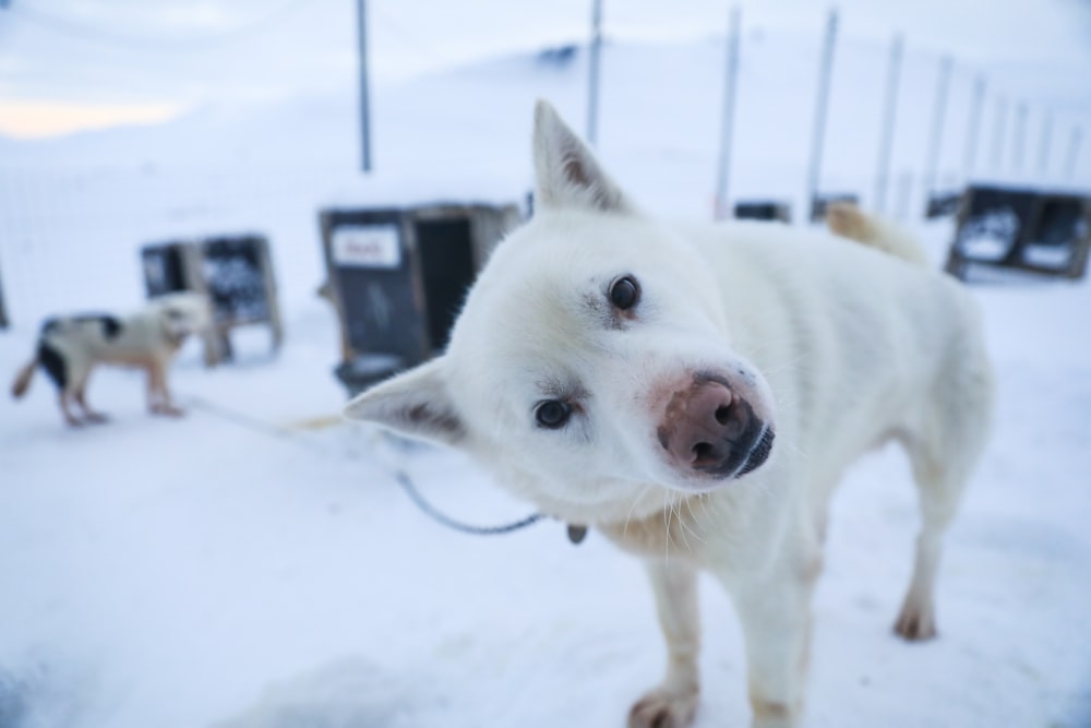 a white dog with a leash standing in the snow