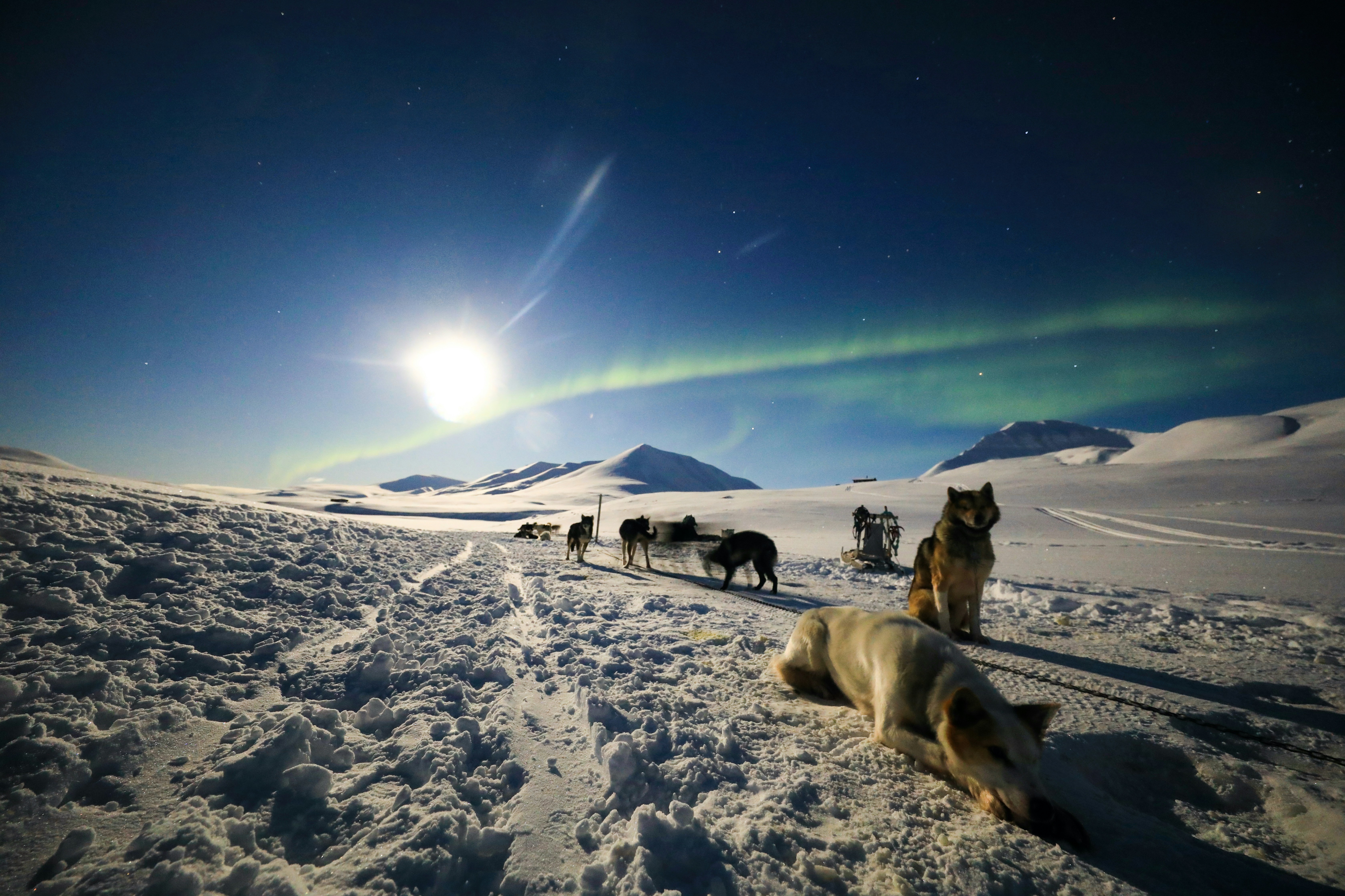 Photography Challenges: Capturing Bears Under the Northern Lights (image credits: unsplash)