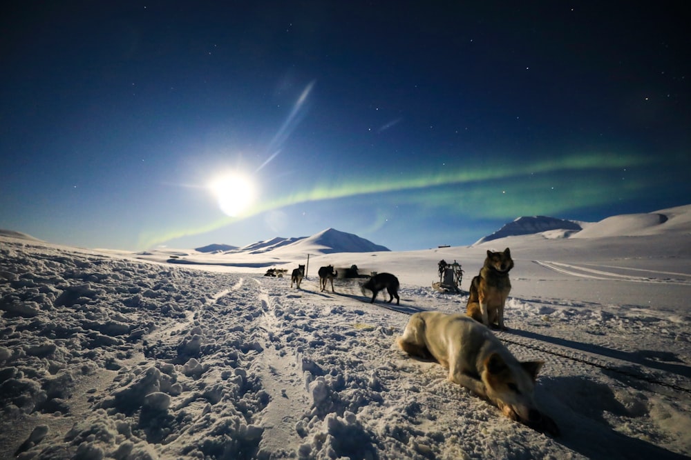 a group of dogs walking across a snow covered field