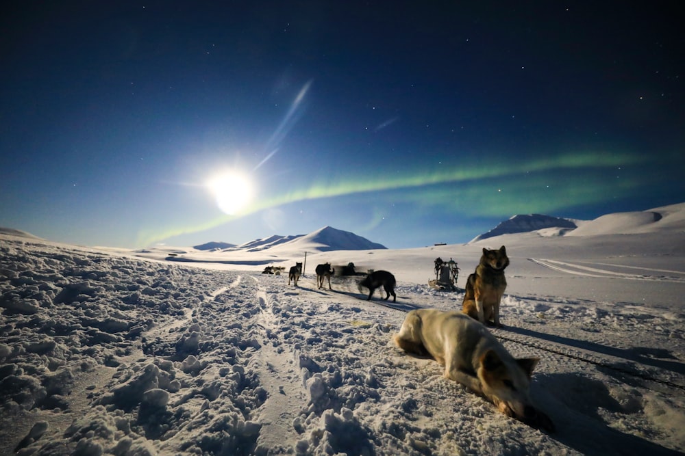 Un grupo de perros caminando por un campo cubierto de nieve