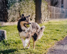 a dog with a tennis ball in its mouth