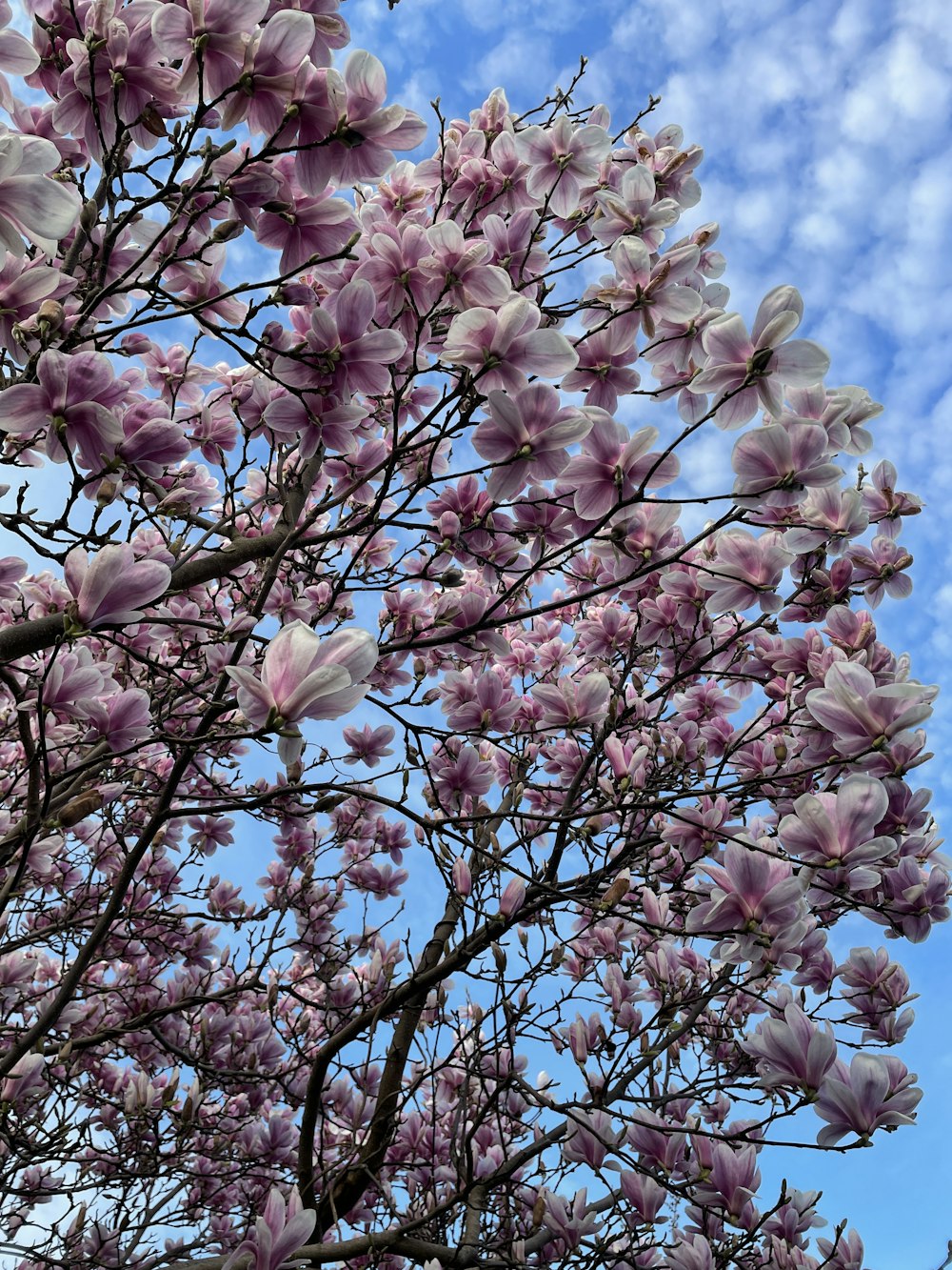 a tree with lots of purple flowers in front of a blue sky