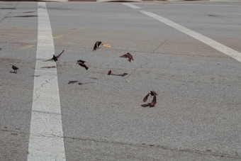 A group of small birds mid-flight above an empty urban street, with one carrying a piece of food. The street markings and cracked pavement are visible, suggesting a typical city environment.