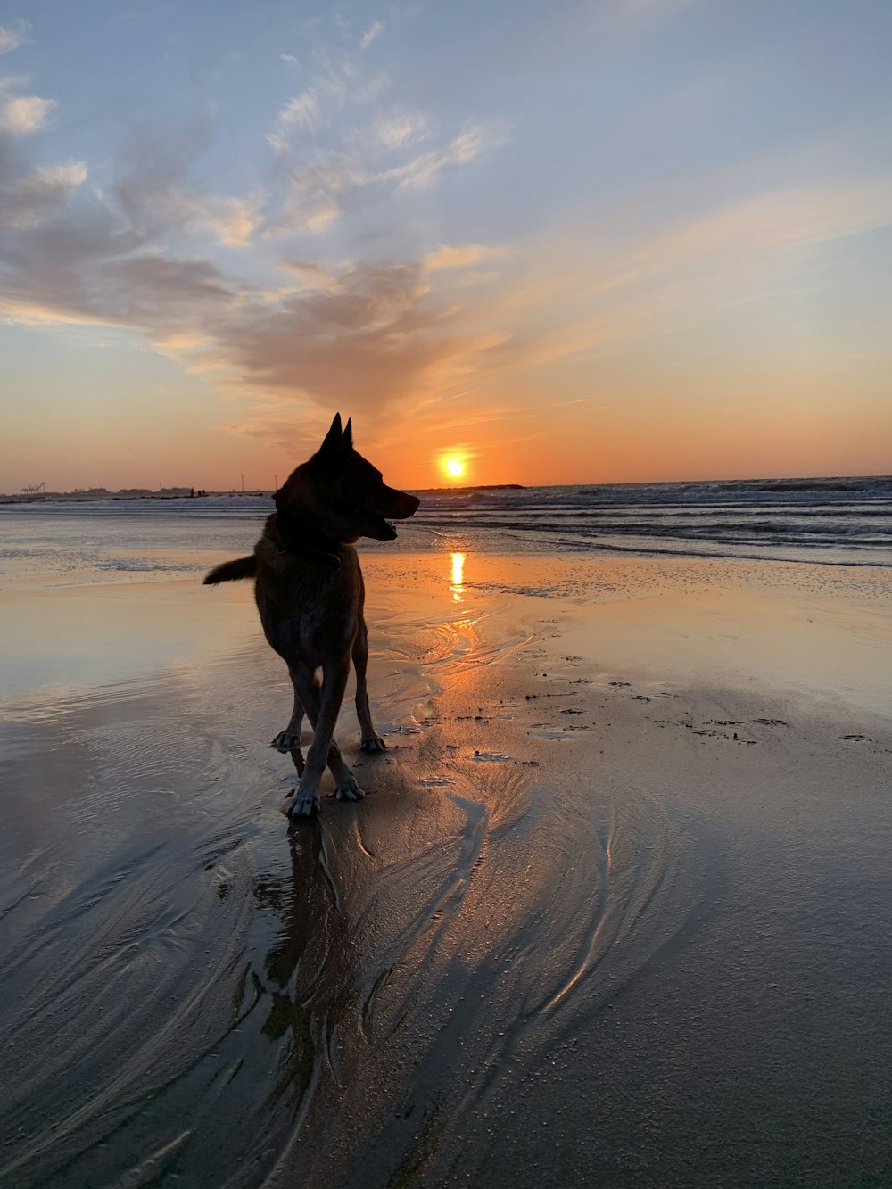Un perro está parado en la playa al atardecer