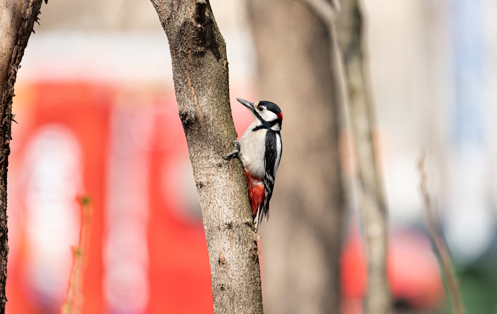 a bird is perched on a tree branch