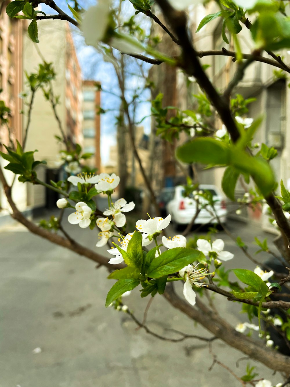 a tree with white flowers in a city street