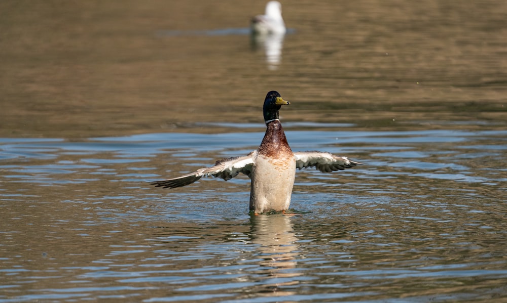 a duck flaps its wings in the water