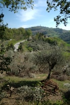The image features a serene rural landscape with rolling hills and a winding road leading through lush greenery. Olive trees are scattered across the foreground, and a rustic, old agricultural machine or cart lies among them. The horizon is lined with low hills, and the sky is clear with a few wispy clouds.