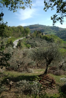 The image features a serene rural landscape with rolling hills and a winding road leading through lush greenery. Olive trees are scattered across the foreground, and a rustic, old agricultural machine or cart lies among them. The horizon is lined with low hills, and the sky is clear with a few wispy clouds.