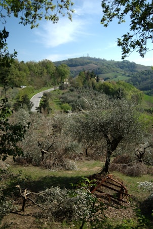 The image features a serene rural landscape with rolling hills and a winding road leading through lush greenery. Olive trees are scattered across the foreground, and a rustic, old agricultural machine or cart lies among them. The horizon is lined with low hills, and the sky is clear with a few wispy clouds.