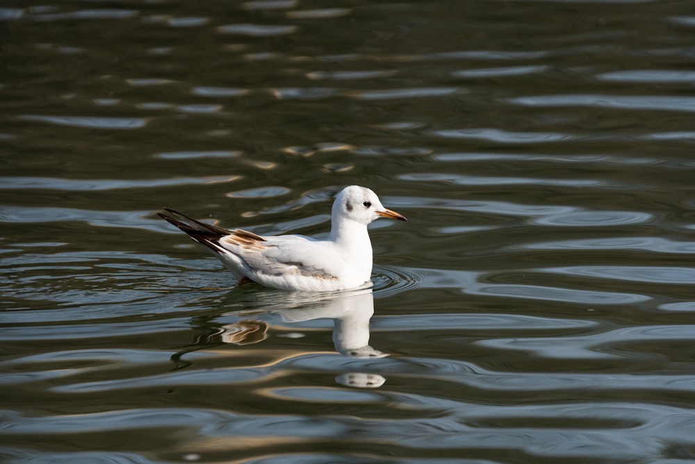 a white duck floating on top of a body of water