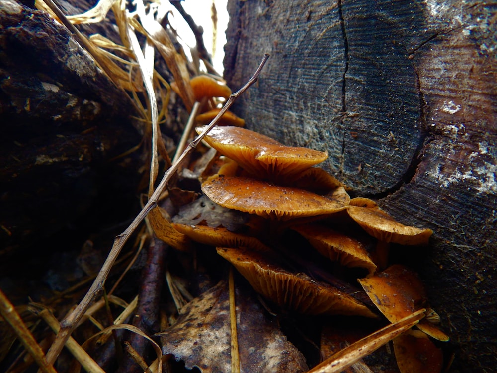 a group of mushrooms sitting on top of a tree stump