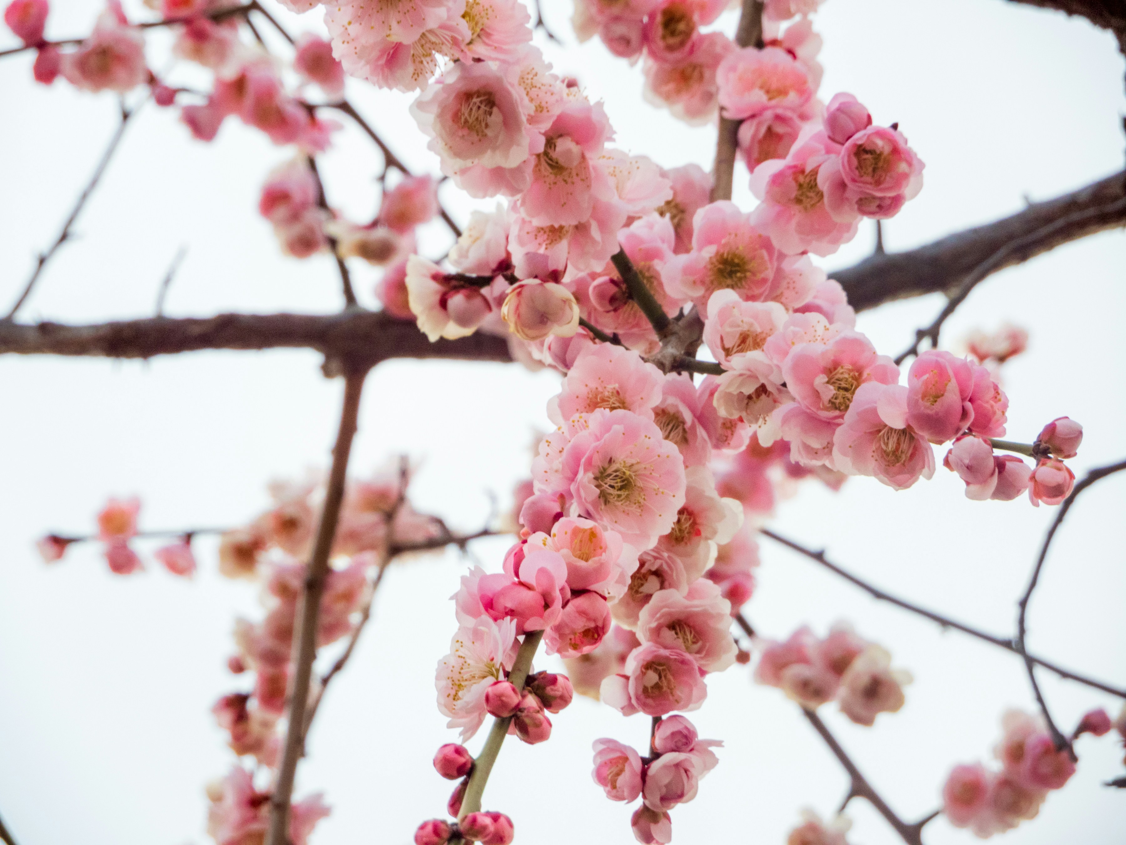 Photo by heppoko_yama