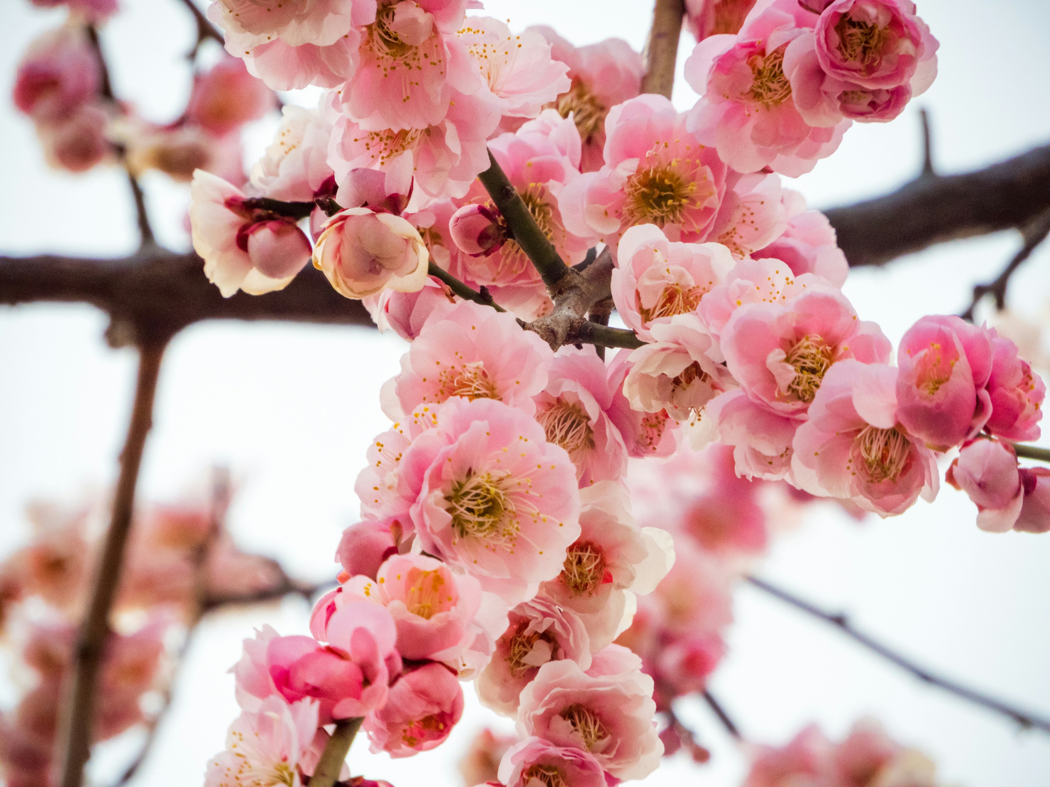 Photo by heppoko_yama