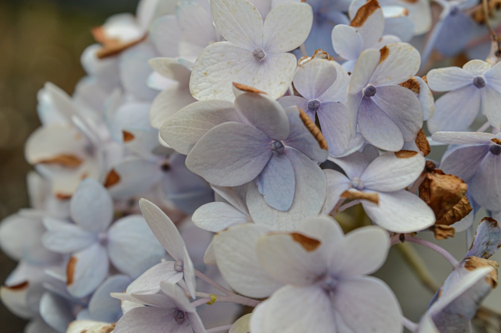 a close up of a bunch of purple flowers