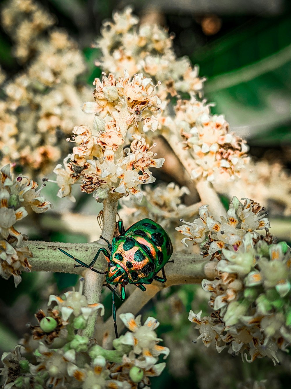 a green bug sitting on top of a white flower