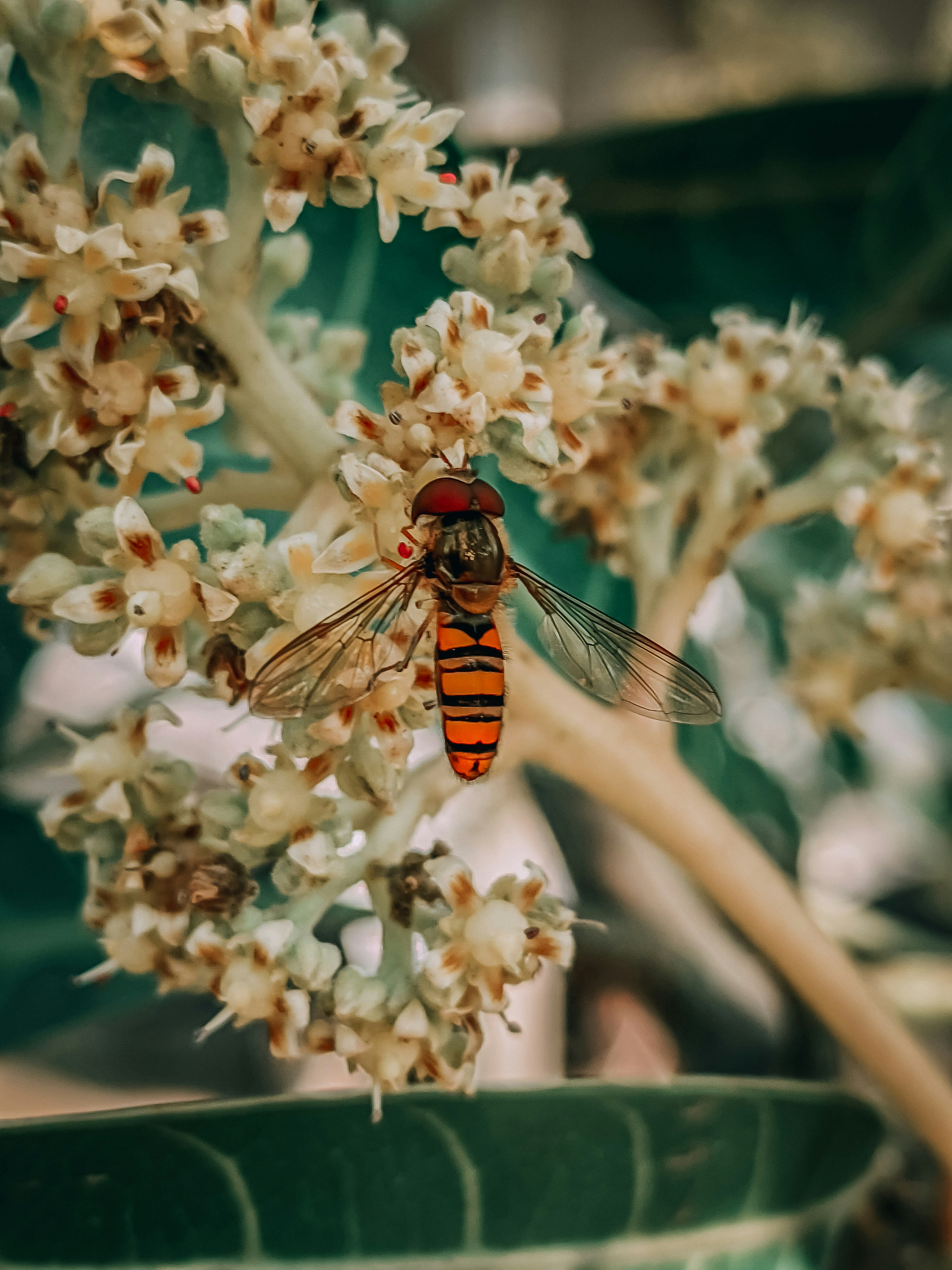a close up of a flower with a bug on it
