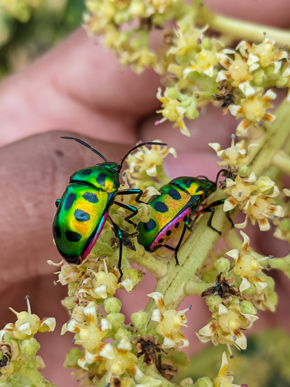 a close up of two bugs on a plant