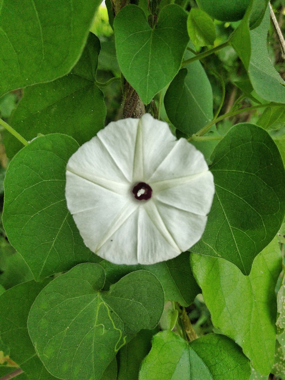 a white flower with a black center surrounded by green leaves