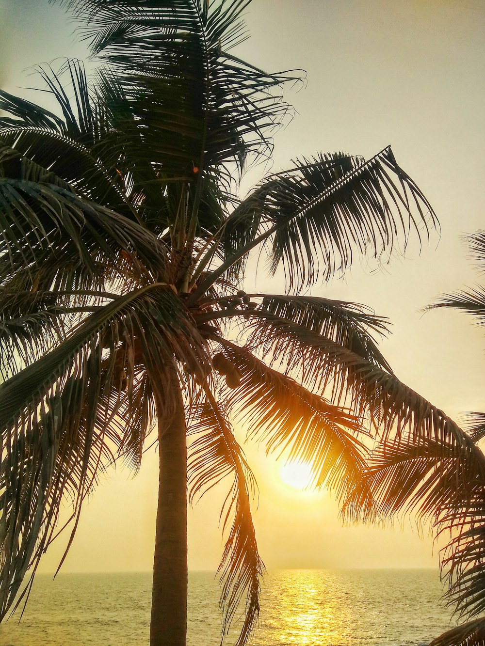 the sun is setting behind a palm tree