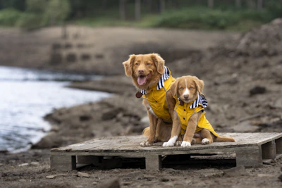 Two dogs wearing matching colorful outfits playing together in a park.
