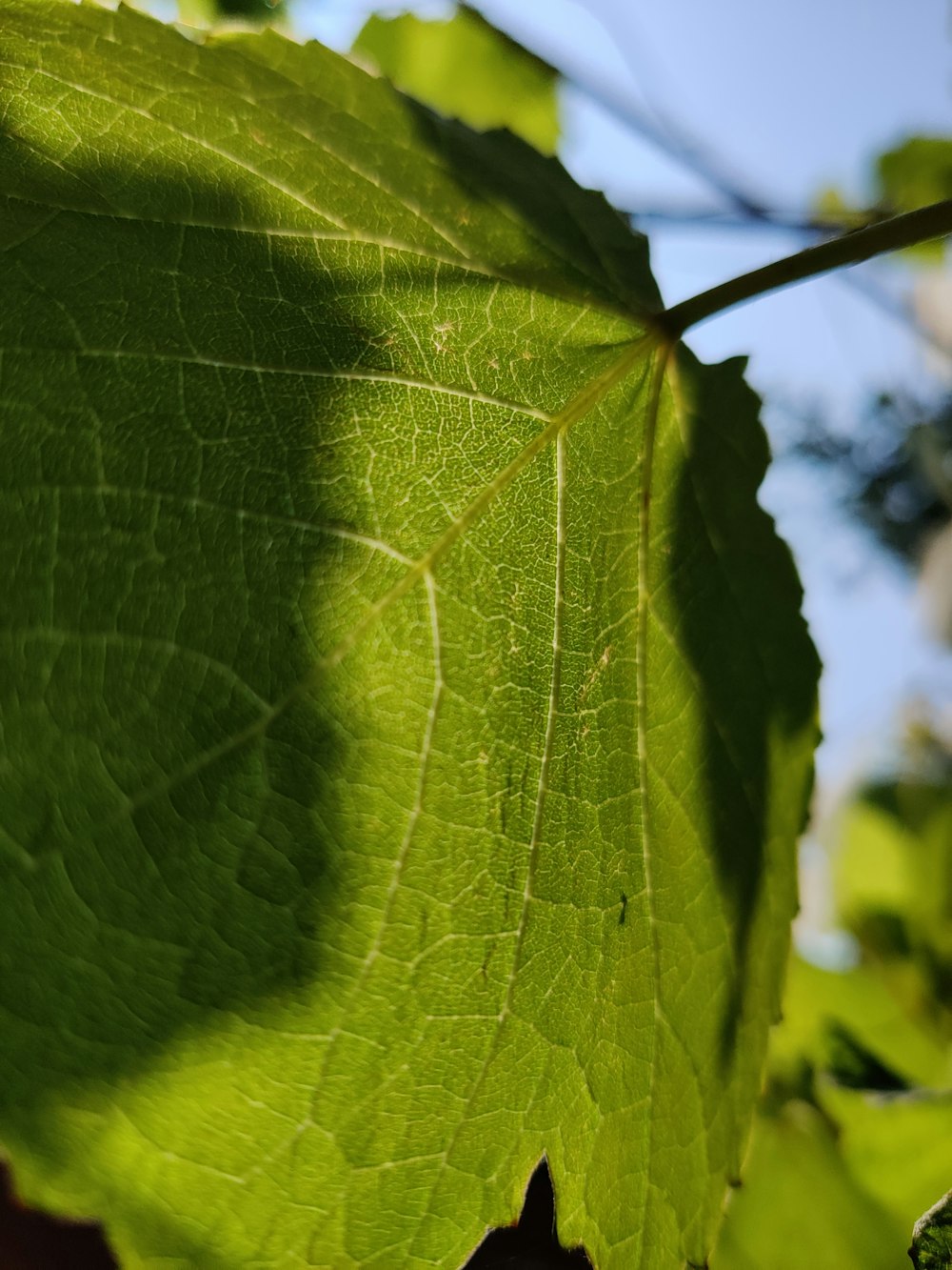 a close up of a green leaf on a tree